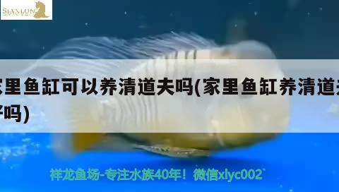 家里魚(yú)缸可以養(yǎng)清道夫嗎(家里魚(yú)缸養(yǎng)清道夫好嗎) 檸檬鯽 第1張