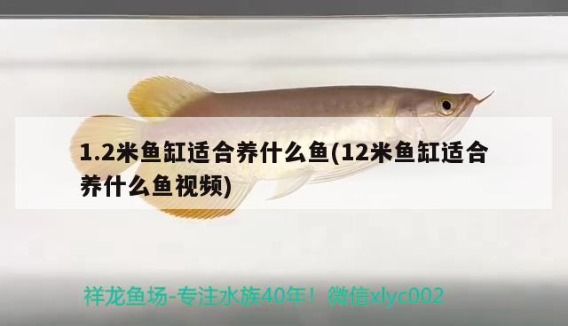 1.2米魚缸適合養(yǎng)什么魚(12米魚缸適合養(yǎng)什么魚視頻)