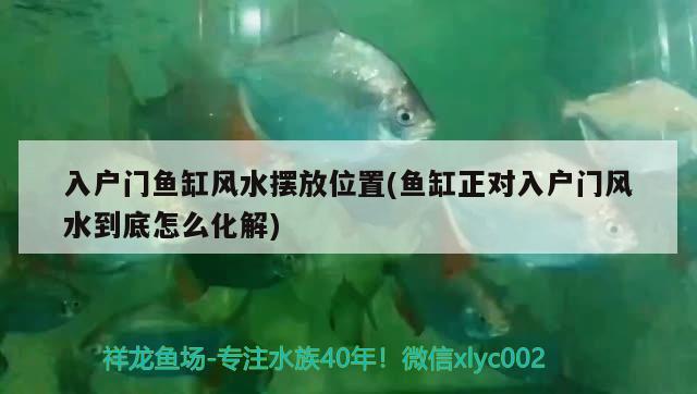 入戶門(mén)魚(yú)缸風(fēng)水?dāng)[放位置(魚(yú)缸正對(duì)入戶門(mén)風(fēng)水到底怎么化解) 魚(yú)缸風(fēng)水