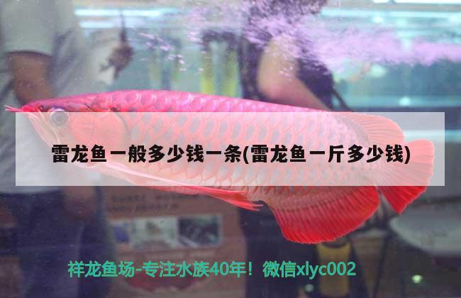 雷龍魚一般多少錢一條(雷龍魚一斤多少錢) 斑馬鴨嘴魚苗