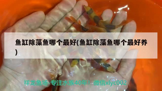 魚缸除藻魚哪個最好(魚缸除藻魚哪個最好養(yǎng))