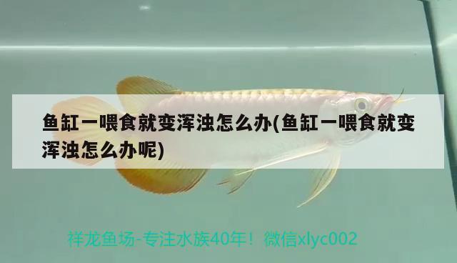 魚(yú)缸一喂食就變渾濁怎么辦(魚(yú)缸一喂食就變渾濁怎么辦呢)