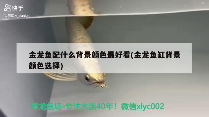 金龍魚配什么背景顏色最好看(金龍魚缸背景顏色選擇) 巨骨舌魚