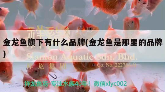 金龍魚旗下有什么品牌(金龍魚是那里的品牌)