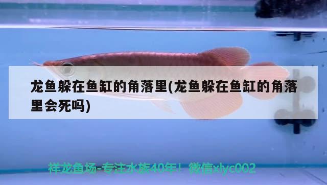 九龍魚圖片大全高清（九龍生子民間故事） 祥龍水族護(hù)理水 第1張