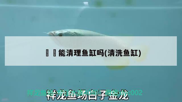 鳑鲏能清理魚缸嗎(清洗魚缸) 玫瑰銀版魚