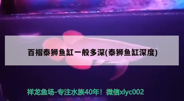 百褶泰獅魚(yú)缸一般多深(泰獅魚(yú)缸深度) 黃金貓魚(yú)百科