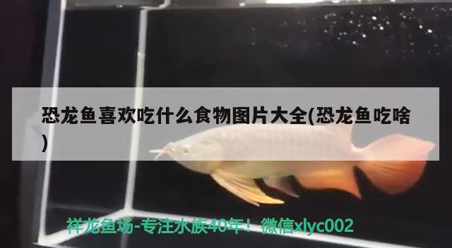 恐龍魚喜歡吃什么食物圖片大全(恐龍魚吃啥) 照明器材