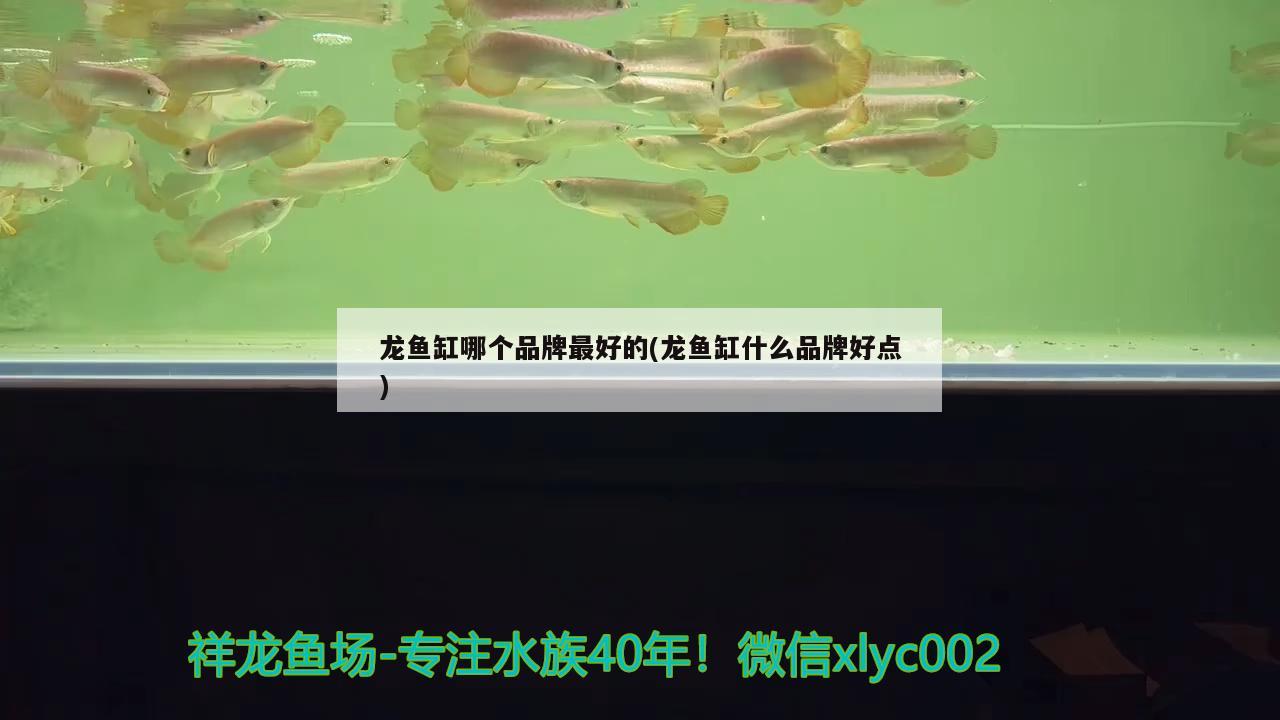 龍魚缸哪個品牌最好的(龍魚缸什么品牌好點)