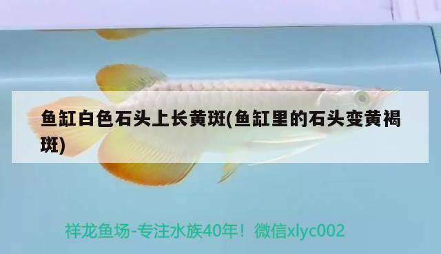 魚缸白色石頭上長黃斑(魚缸里的石頭變黃褐斑) 白子黃化銀龍魚