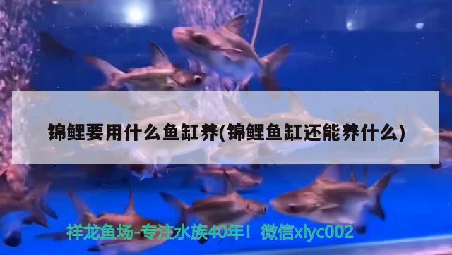 臨沂賣魚的批發(fā)市場(臨沂批發(fā)魚的地方在哪) 金龍魚糧