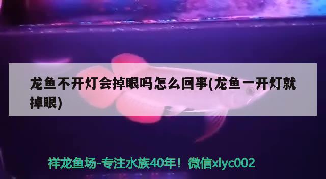 龍魚不開燈會掉眼嗎怎么回事(龍魚一開燈就掉眼) 殺菌消毒設(shè)備