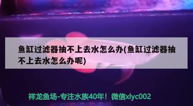 風(fēng)水魚有哪幾種，紅龍樓夢(mèng)的性格特點(diǎn)