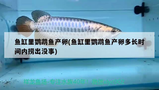 魚缸里鸚鵡魚產(chǎn)卵(魚缸里鸚鵡魚產(chǎn)卵多長時間內(nèi)撈出沒事) 鸚鵡魚