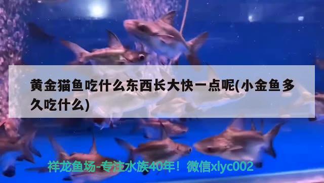 黃金貓魚吃什么東西長大快一點呢(小金魚多久吃什么)