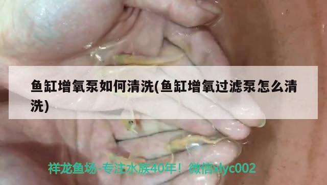 魚缸增氧泵如何清洗(魚缸增氧過濾泵怎么清洗) 祥龍金禾金龍魚