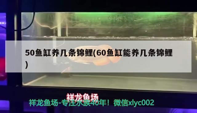 鸚鵡魚和銀龍魚能在一個缸里養(yǎng)嗎，需要注意什么，銀龍魚和鸚鵡魚能在一個缸里養(yǎng)嗎，銀龍魚和鸚鵡魚能混養(yǎng)嗎