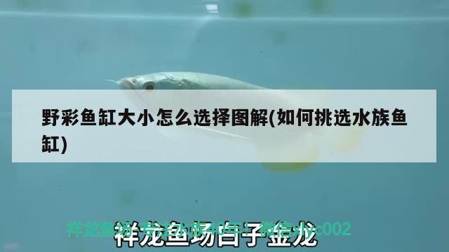 野彩魚缸大小怎么選擇圖解(如何挑選水族魚缸)