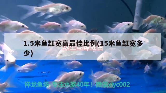 1.5米魚缸寬高最佳比例(15米魚缸寬多少) 短身紅龍魚