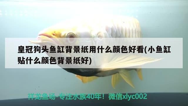 皇冠狗頭魚缸背景紙用什么顏色好看(小魚缸貼什么顏色背景紙好) 狗頭魚