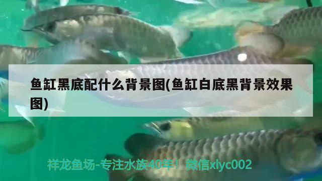 魚缸黑底配什么背景圖(魚缸白底黑背景效果圖) ?；?異型虎魚/純色虎魚