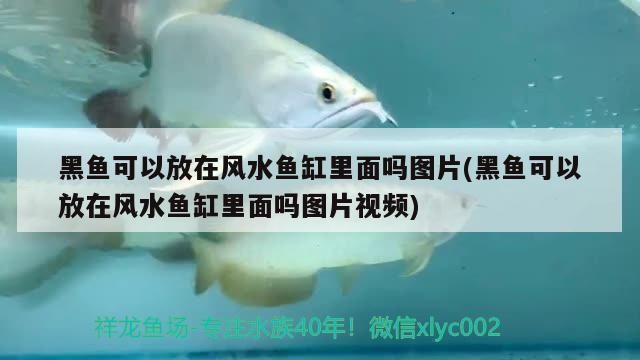 黑魚(yú)可以放在風(fēng)水魚(yú)缸里面嗎圖片(黑魚(yú)可以放在風(fēng)水魚(yú)缸里面嗎圖片視頻) 魚(yú)缸風(fēng)水