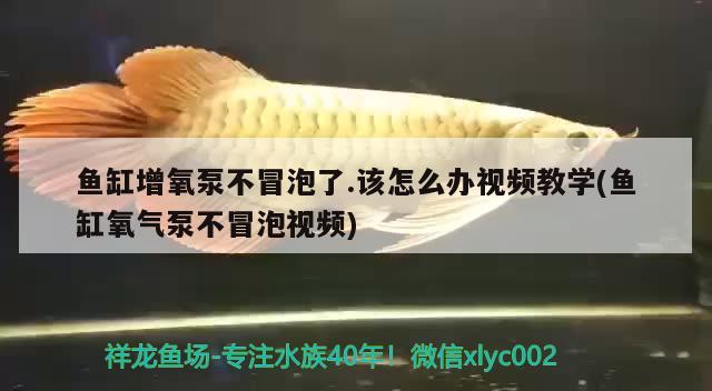 魚缸增氧泵不冒泡了.該怎么辦視頻教學(xué)(魚缸氧氣泵不冒泡視頻)