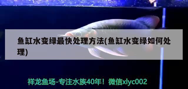 魚缸水變綠最快處理方法(魚缸水變綠如何處理)