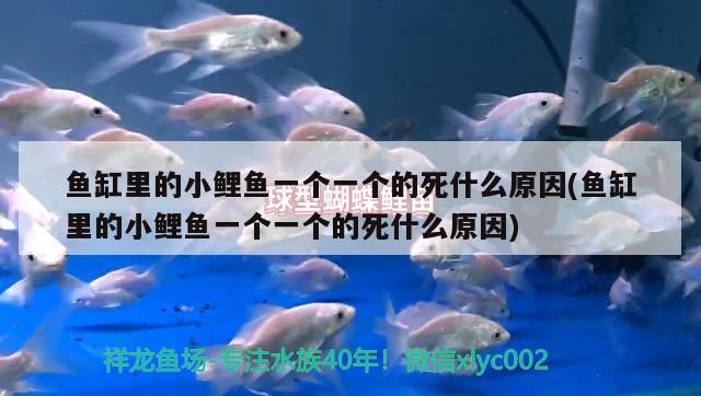 魚缸里的小鯉魚一個一個的死什么原因(魚缸里的小鯉魚一個一個的死什么原因) 野彩魚