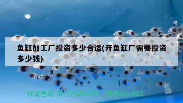 吉安水族館這到底是嘛呀？ 純血皇冠黑白魟魚 第3張