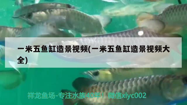 可麗爾魚(yú)缸怎么樣（可麗愛(ài)魚(yú)缸官網(wǎng)價(jià)格圖片） 白條過(guò)背金龍魚(yú)