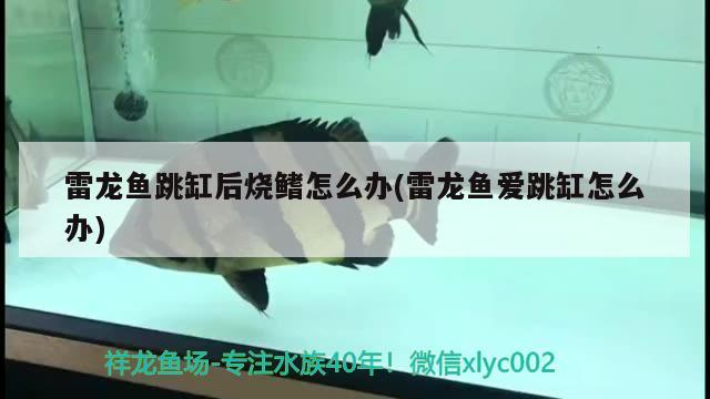 金龍魚擺臺圖片大全(放金龍魚的圖片) 伊巴卡魚 第2張