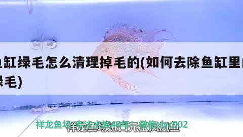 魚缸里的魚為什么撞魚缸(魚在魚缸里撞來撞去) 一眉道人魚