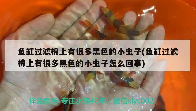 什么紅龍魚發(fā)色好看又好養(yǎng)活一些(紅龍魚怎樣發(fā)色快)