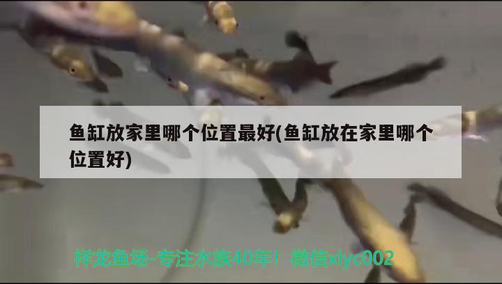 魚缸放家里哪個位置最好(魚缸放在家里哪個位置好) 紅老虎魚