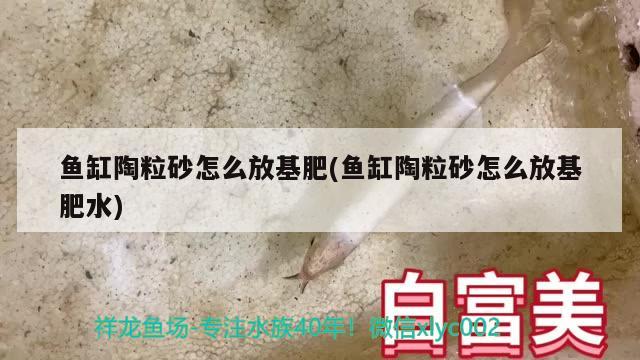 魚缸陶粒砂怎么放基肥(魚缸陶粒砂怎么放基肥水) 薩伊藍(lán)魚