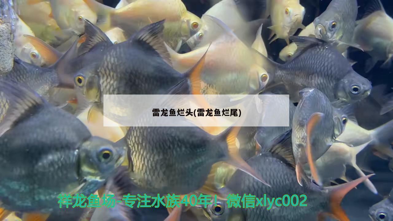 雷龍魚爛頭(雷龍魚爛尾) 馬拉莫寶石魚