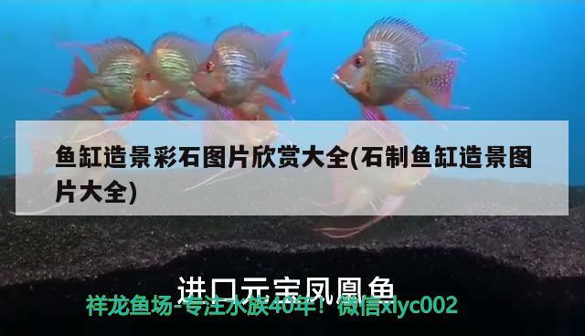 羅漢魚和鸚鵡魚會因打架而死嗎，鸚鵡魚在繁殖陶罐產(chǎn)卵嗎 鸚鵡魚 第1張