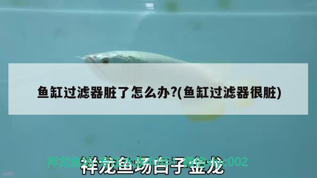 魚(yú)缸過(guò)濾器臟了怎么辦?(魚(yú)缸過(guò)濾器很臟)