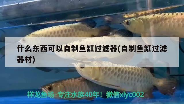 什么東西可以自制魚缸過(guò)濾器(自制魚缸過(guò)濾器材) 朱巴利魚