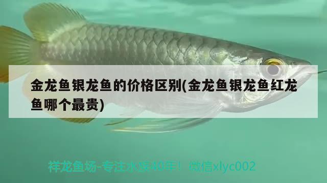 金龍魚銀龍魚的價格區(qū)別(金龍魚銀龍魚紅龍魚哪個最貴)