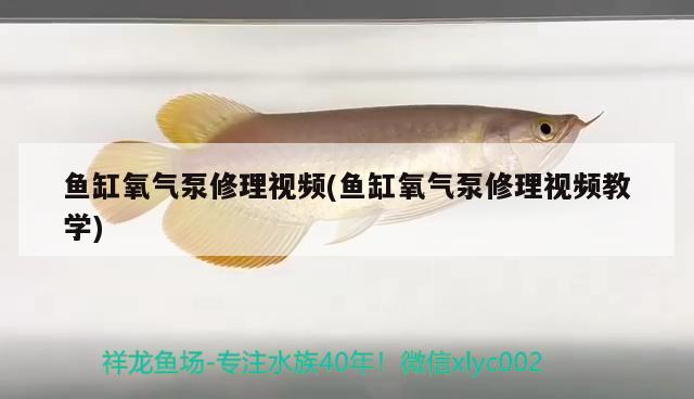 老虎魚怎么養(yǎng)？，老虎魚怎么養(yǎng)大型南美慈鯛魚的種類老虎魚怎么養(yǎng)老虎魚