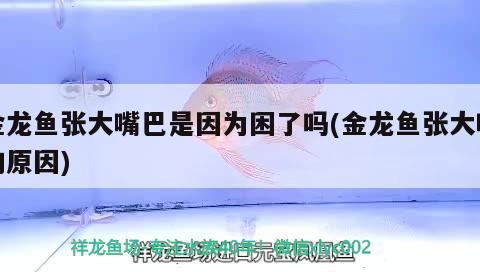 金龍魚張大嘴巴是因?yàn)槔Я藛?金龍魚張大嘴的原因)