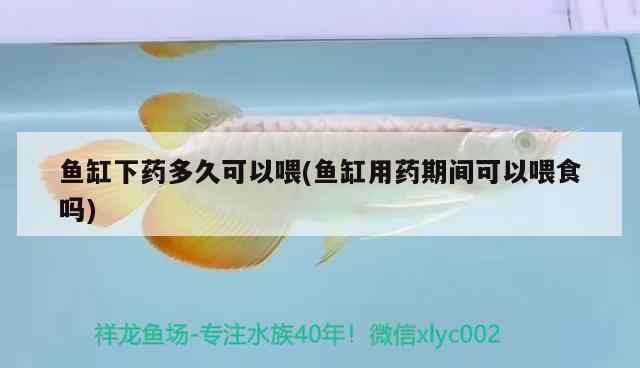 老虎魚怎么養(yǎng)？，老虎魚怎么養(yǎng)大型南美慈鯛魚的種類老虎魚怎么養(yǎng)老虎魚