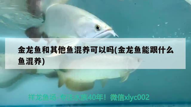 金龍魚和其他魚混養(yǎng)可以嗎(金龍魚能跟什么魚混養(yǎng))