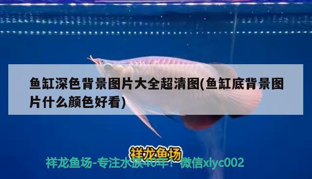 魚缸深色背景圖片大全超清圖(魚缸底背景圖片什么顏色好看) 野生埃及神仙魚