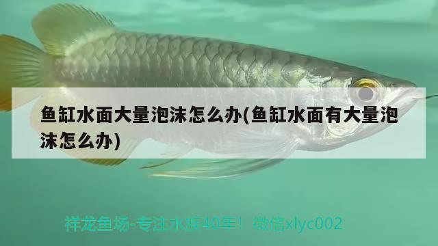 魚(yú)缸水面大量泡沫怎么辦(魚(yú)缸水面有大量泡沫怎么辦) 白寫(xiě)錦鯉魚(yú)