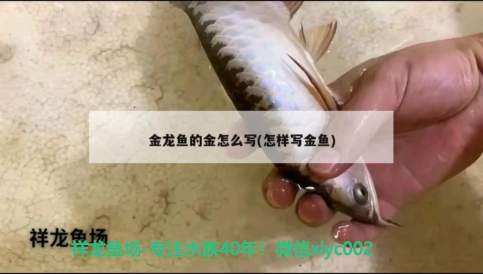 金龍魚的金怎么寫(怎樣寫金魚) 丹頂錦鯉魚