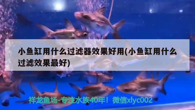 真熱啊過(guò)幾天36度如何過(guò)？ 泰龐海蓮魚(yú) 第2張