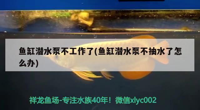 魚缸潛水泵不工作了(魚缸潛水泵不抽水了怎么辦)